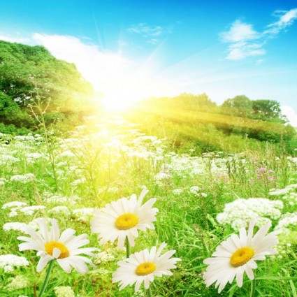 5 photos haute définition du chrysanthème sauvage sous le soleil