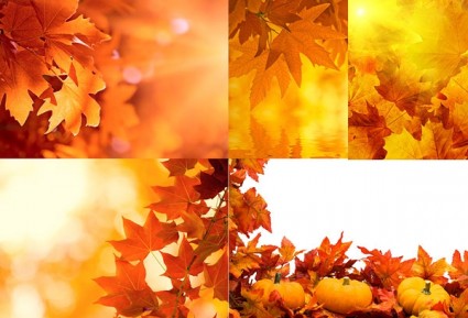 5 liści jesienią highdefinition obrazu