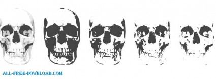 cráneo de 6 capas