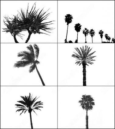 6 Palm-Baum-Pinsel