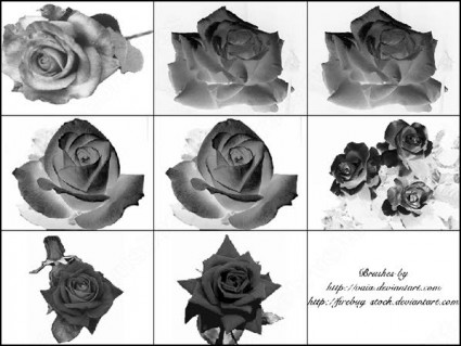9 玫瑰花朵 photoshop 画笔