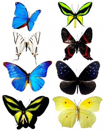 美麗的 butterflypng 圖片