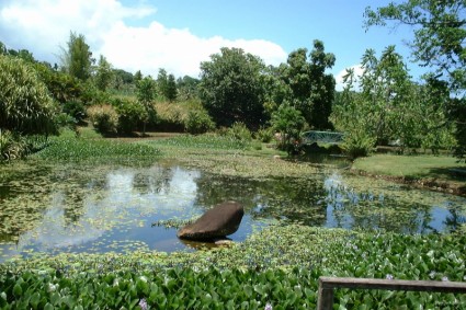 một khu vườn ở guadeloupe