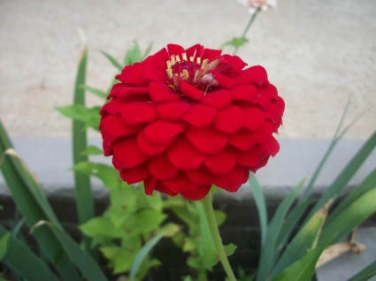 một bông hoa đỏ