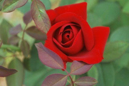une rose rouge