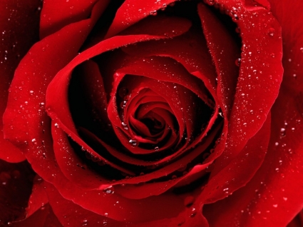 당신을 위해 빨간 장미 꽃 자연 벽지