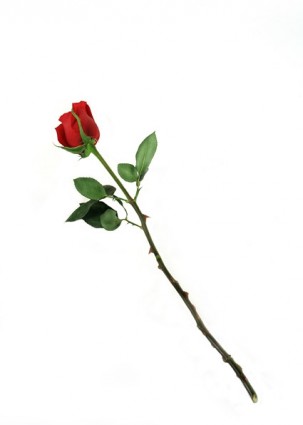 uma imagem de rosas vermelhas