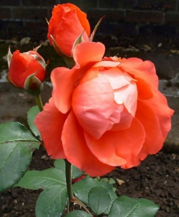 une rose en fleur