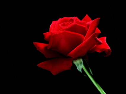 eine einzelne rote rose-Tapete-Blumen-Natur