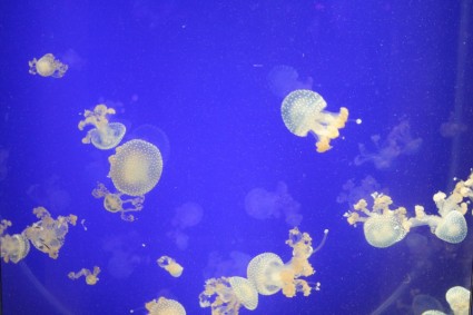 una pequeña medusa