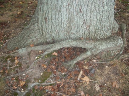 một thân cây