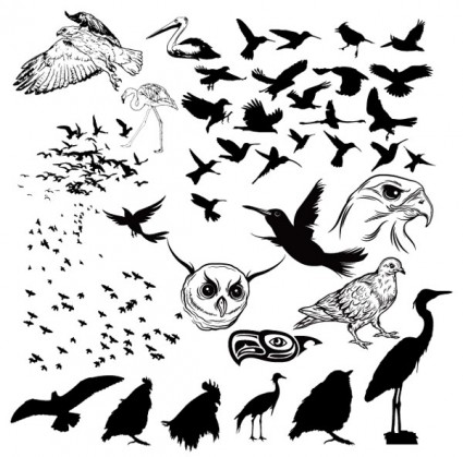 разнообразие птиц и векторный силуэт