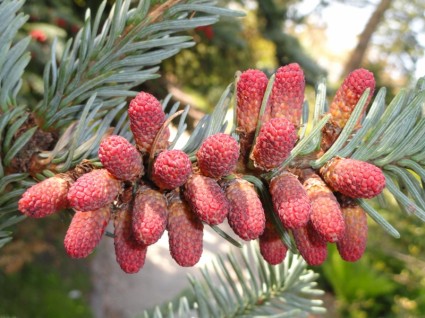 ดอกไม้พืช procera abies