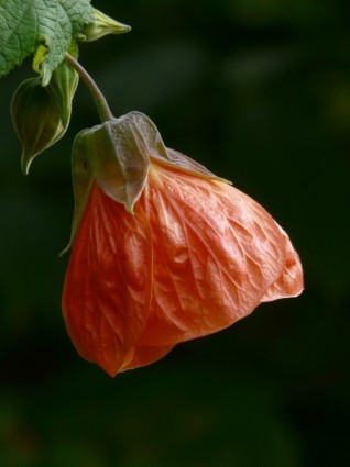 イチビ種花のオレンジ