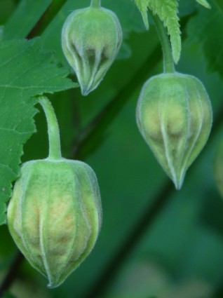 mauve plante ornementale Abutilon