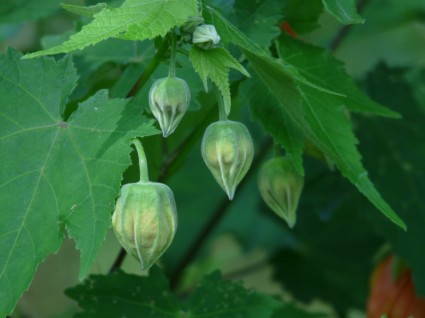 Abutilon Zierpflanze Malve