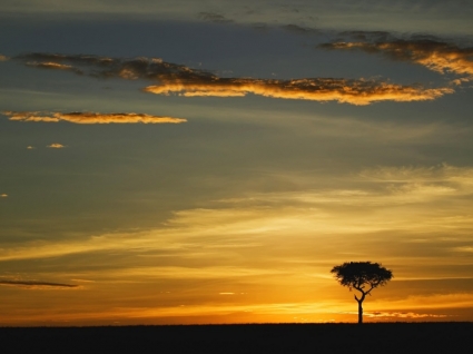 mundo do Quênia de papel de parede de árvore acácia