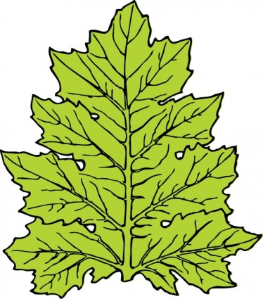 acanthus daun clip art
