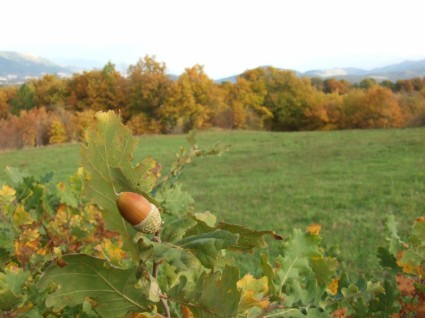 ACORN acorns thiên nhiên