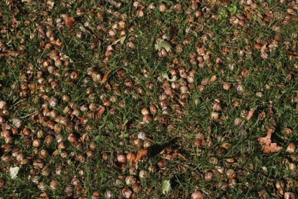 acorns ในหญ้า