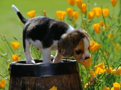Adorable Puppy-Tapete-Hunde-Tiere