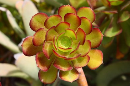 succulente Aeonium