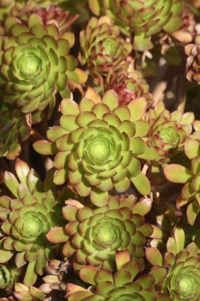 cluster succulente Aeonium