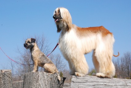 Afghan border terrier perros