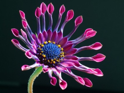 Природа цветок герберы