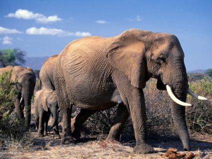 ช้างแอฟริกาวอลล์เปเปอร์สัตว์ช้าง