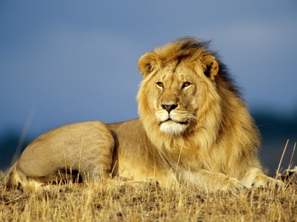 fond d'écran lion d'Afrique animaux félins