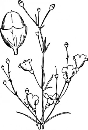 agalinis obtusifolia クリップ アート