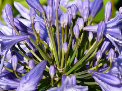 Agapant kwiat niebieski