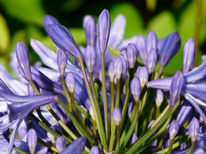 agapanthus 꽃 블루