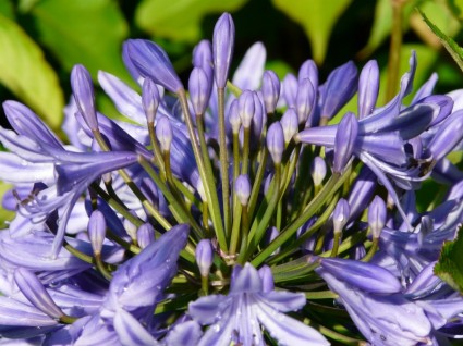 สีฟ้าดอก agapanthus