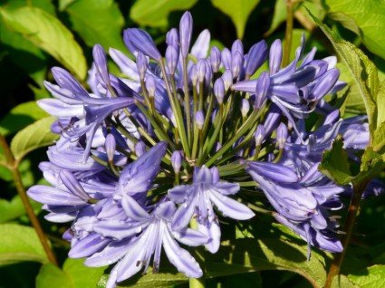 Agapanthus Blume blau