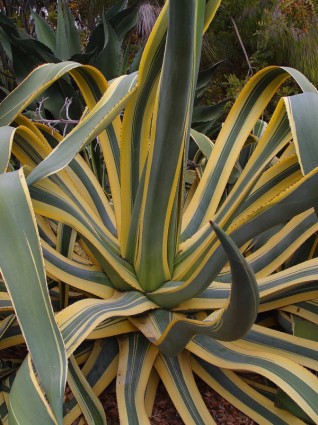 リュウゼツランのサボテンの植物