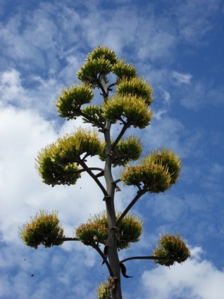 fioritura pianta di agave