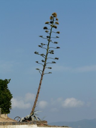 リュウゼツランの植物の花