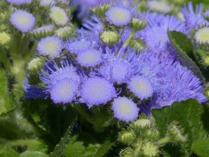 Ageratum houstonianum blueme bunga
