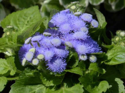 fleur de blueme ageratum houstonianum