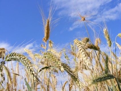 Cereali panificabili agricoltura