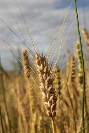 cereales pan de agricultura