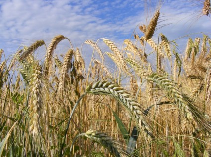 Landwirtschaft-Brot-Getreide