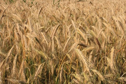 農業の穀物の湾曲