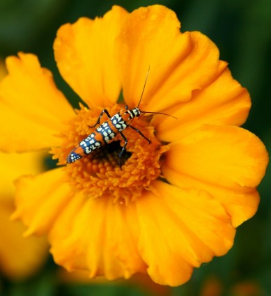 ailanthus webworm moth atteva ยาธร moth
