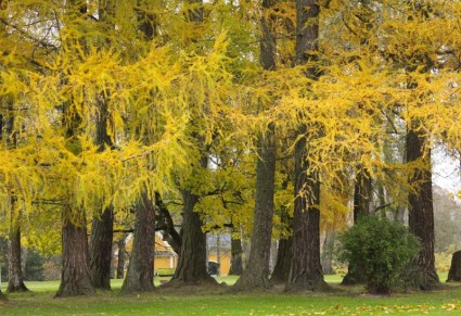 Акерсхус Норвегии лиственницы деревья