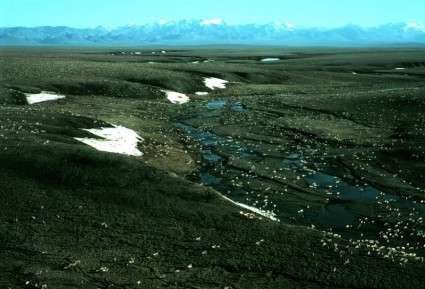 アラスカの風景のカリブー