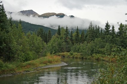 floresta de natureza selvagem do Alasca