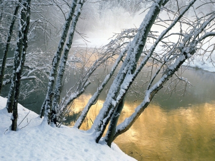 ハンノキ冬の自然を壁紙します。